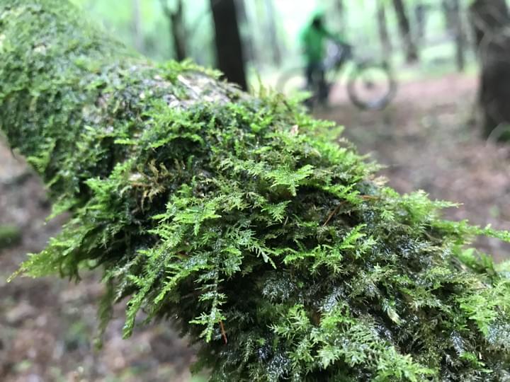 Mt.Fuji Phytoncide Cycling Tour