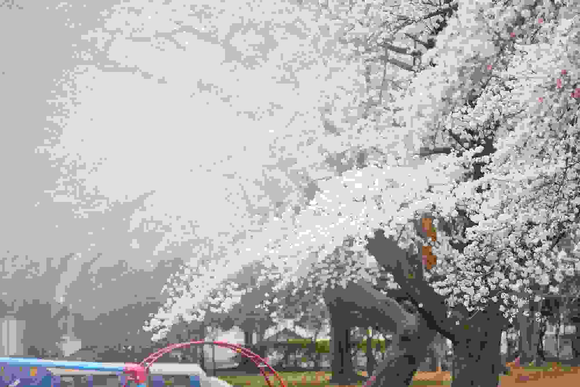 施設周辺の桜並木。満開の桜が美しく咲く季節の風景。