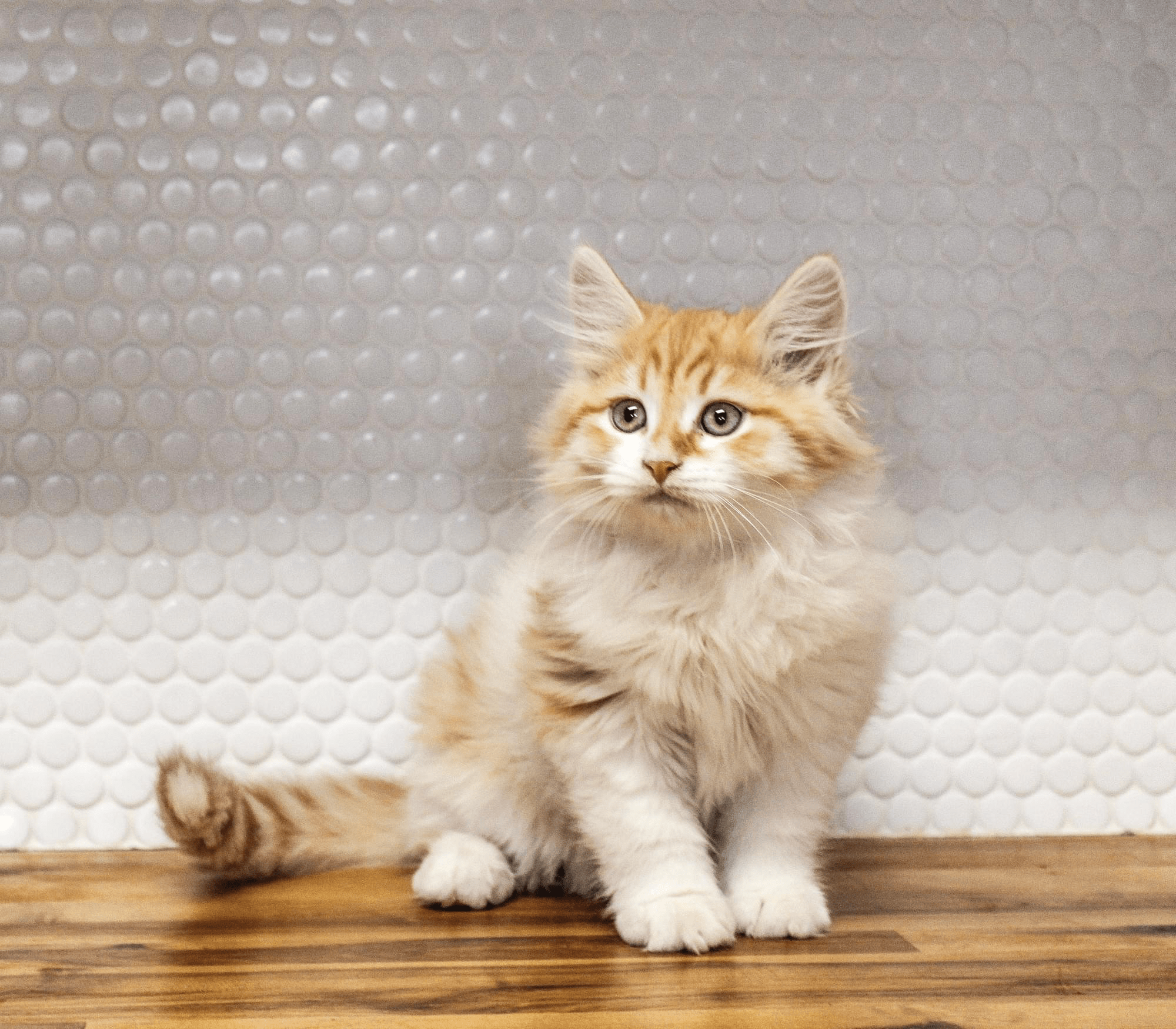 Siberian Cat for Sale – Amazing Siberian Cats of Svetdanhaus, image size:2000x1750