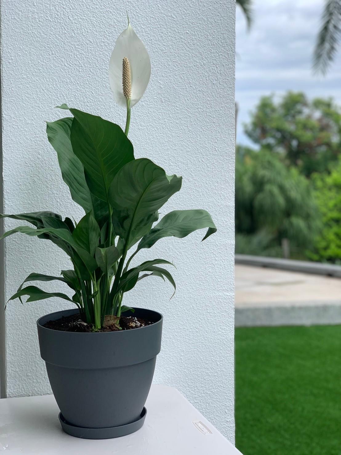 Peace Lily