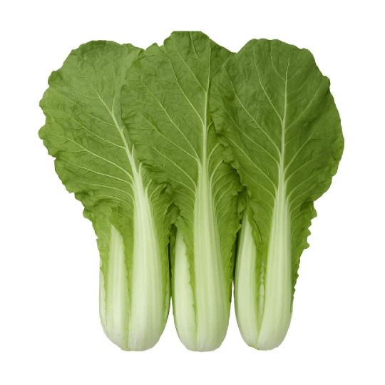 蚵白菜