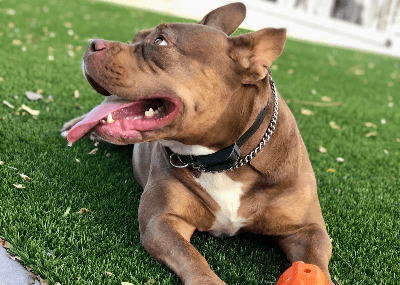 Mochi — the Sniffworthy dog