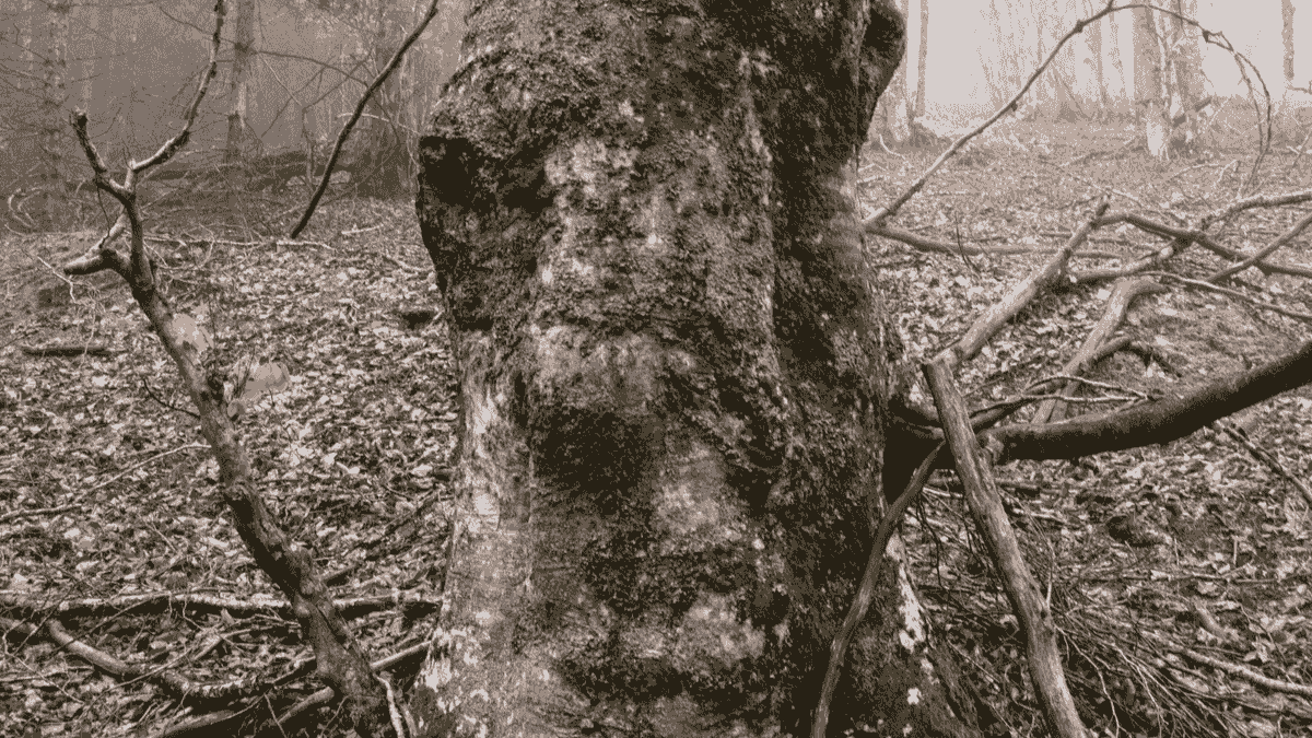 Section image