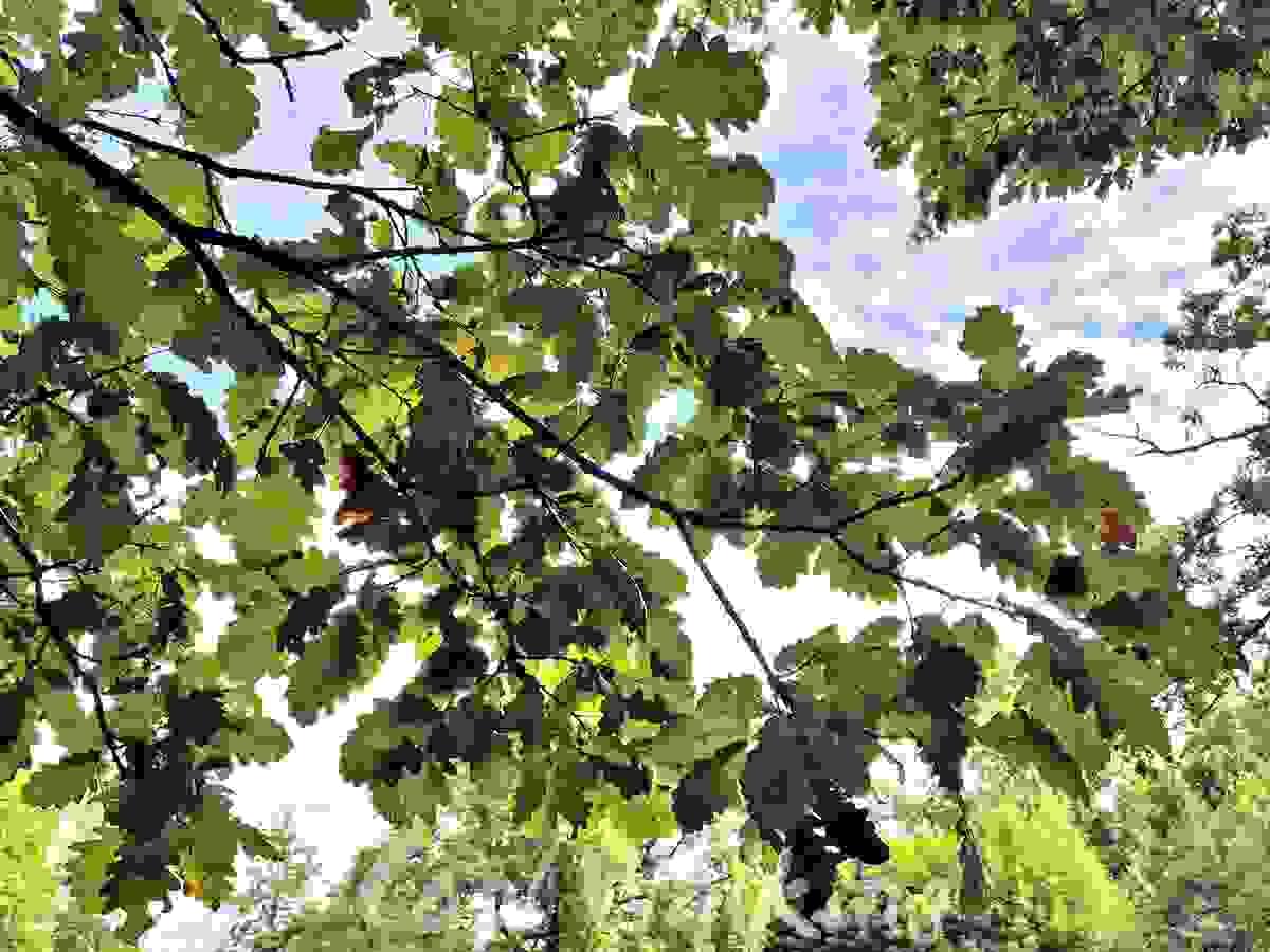 Section image