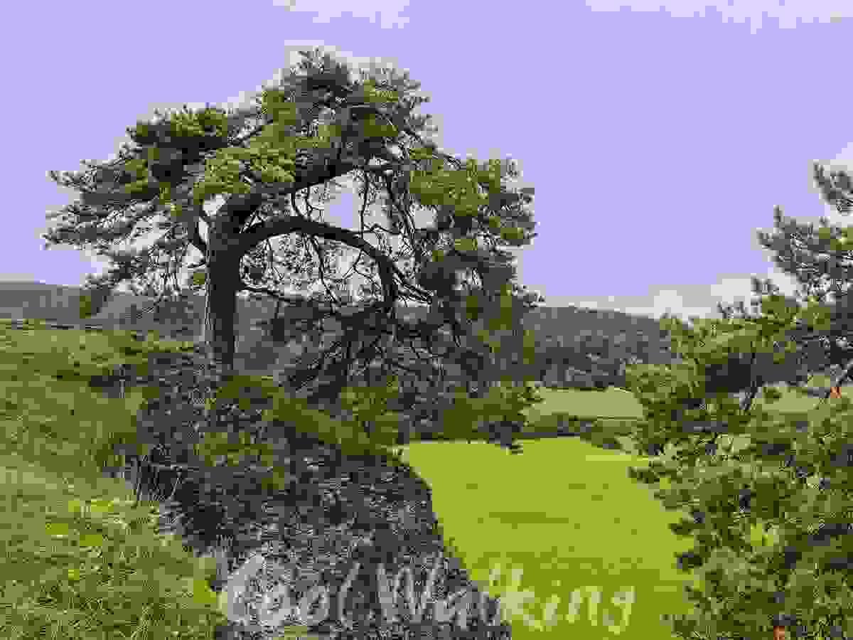 Section image