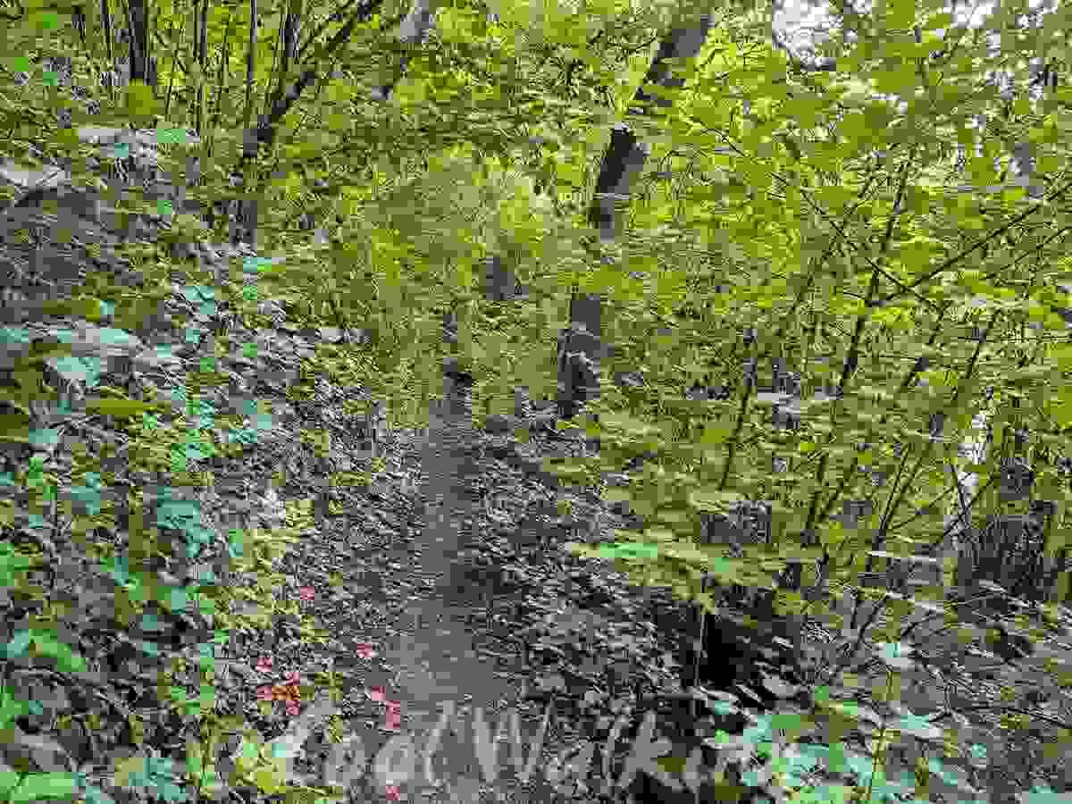 Section image