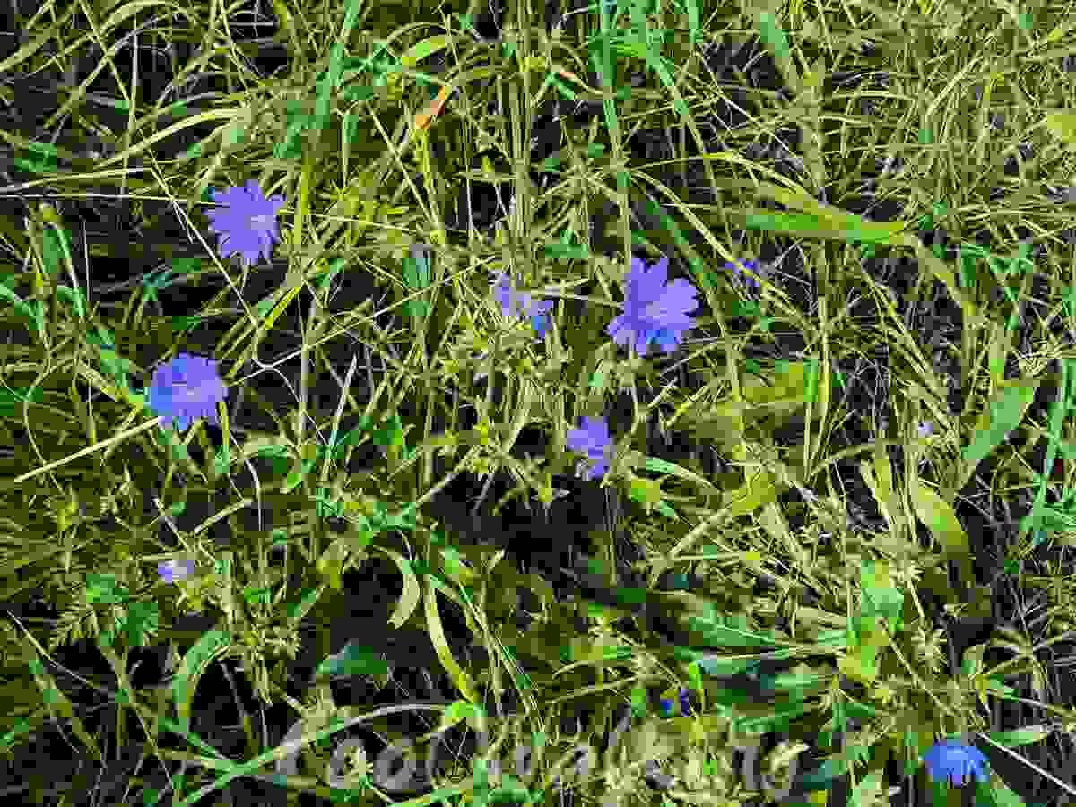 Section image
