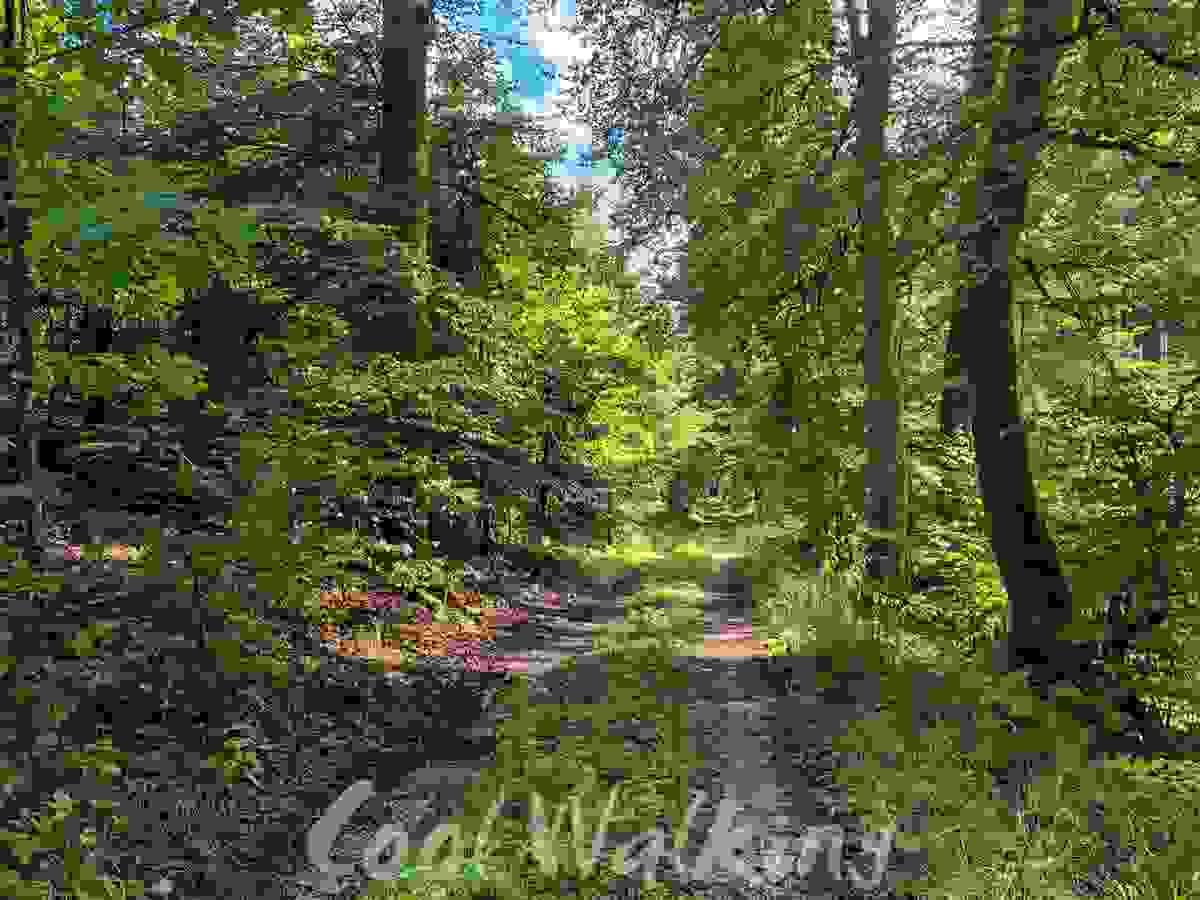 Section image