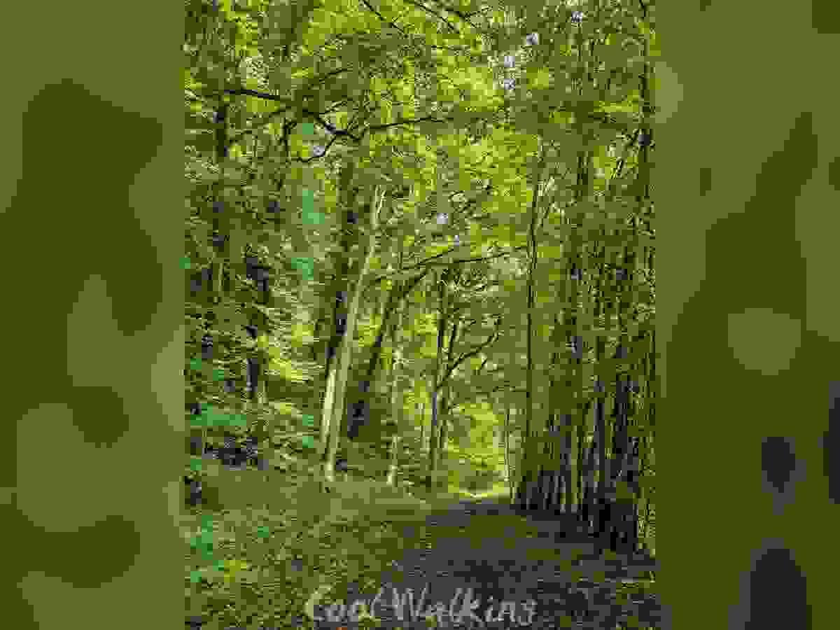 Section image