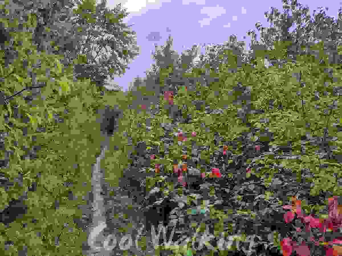 Section image