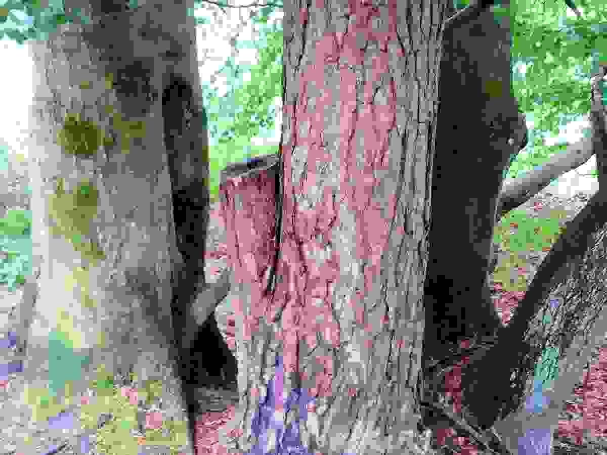 Section image