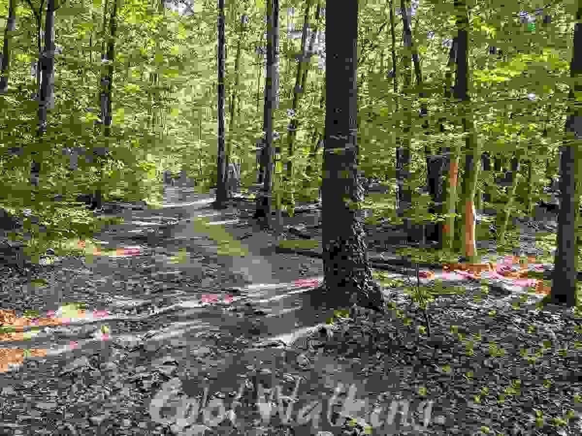 Section image