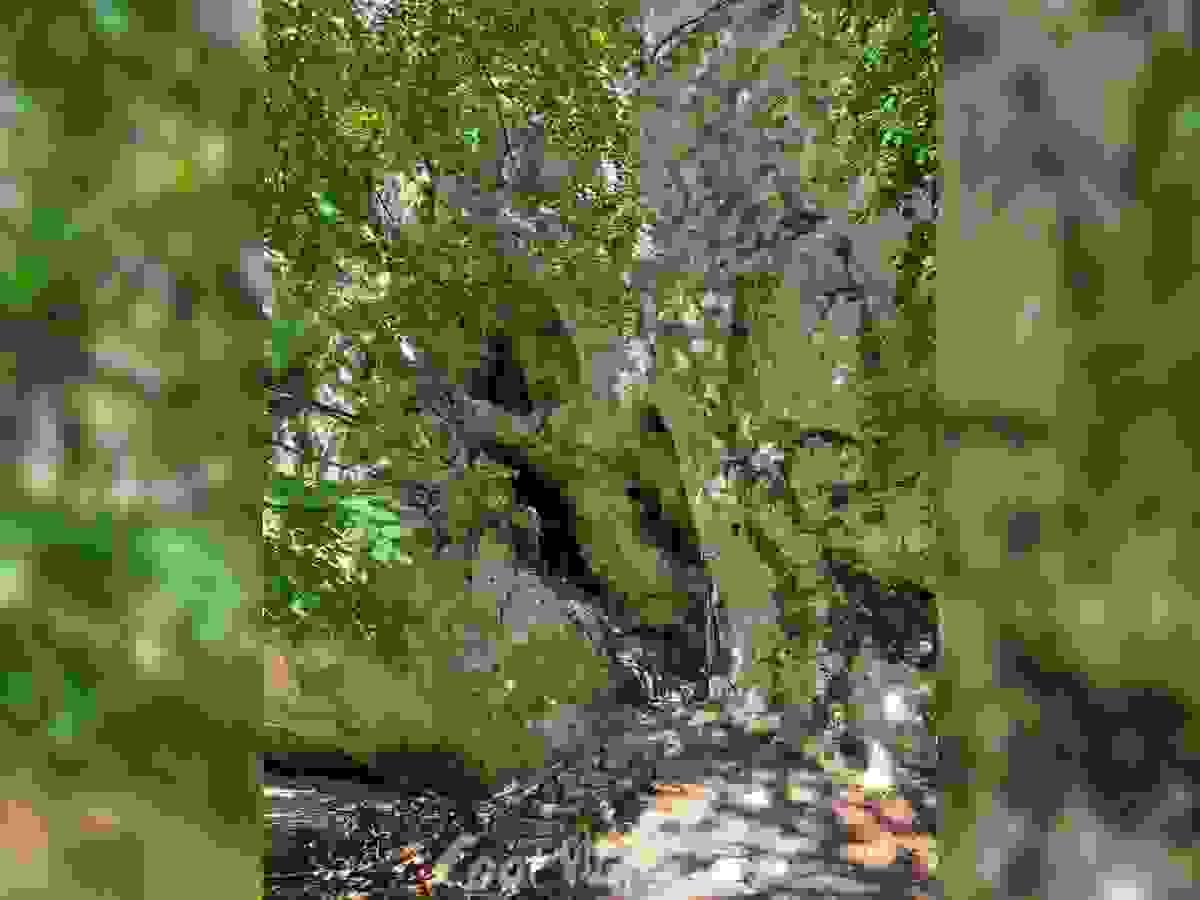Section image