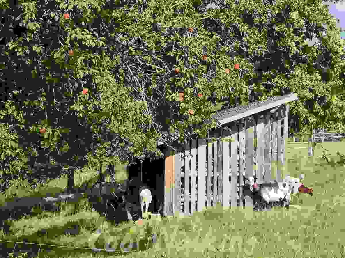 Section image