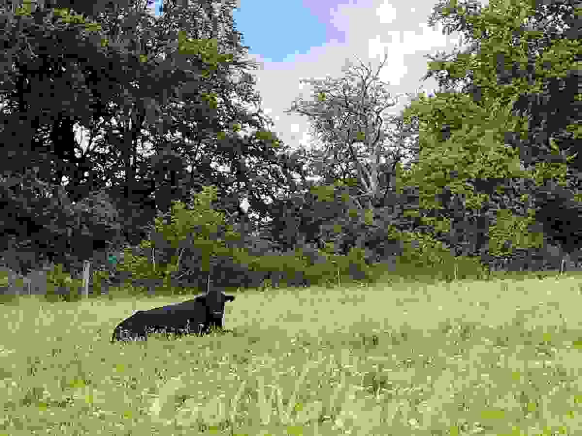 Section image