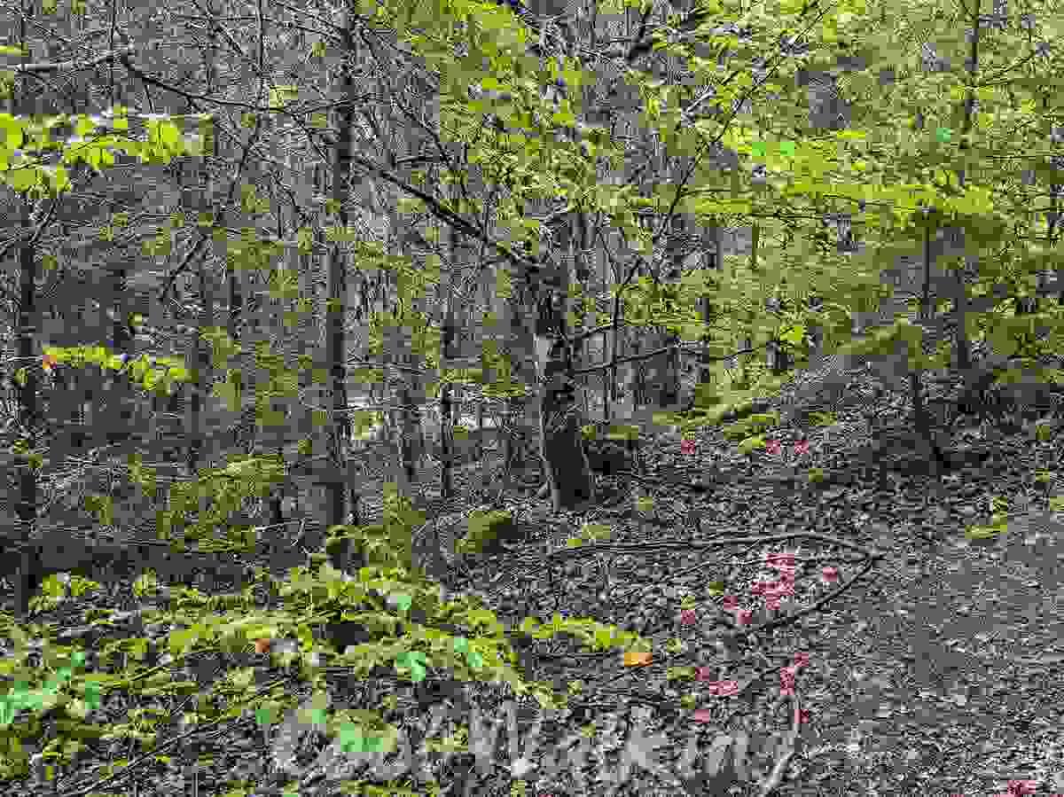 Section image