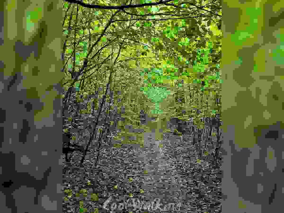 Section image