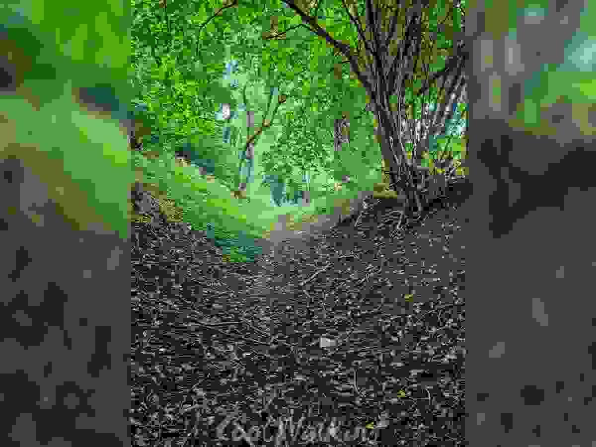 Section image