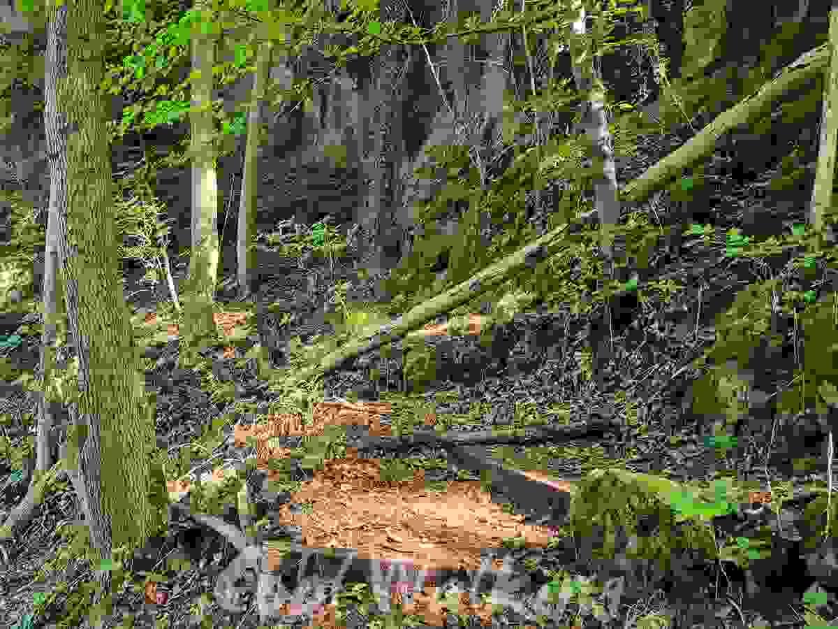 Section image