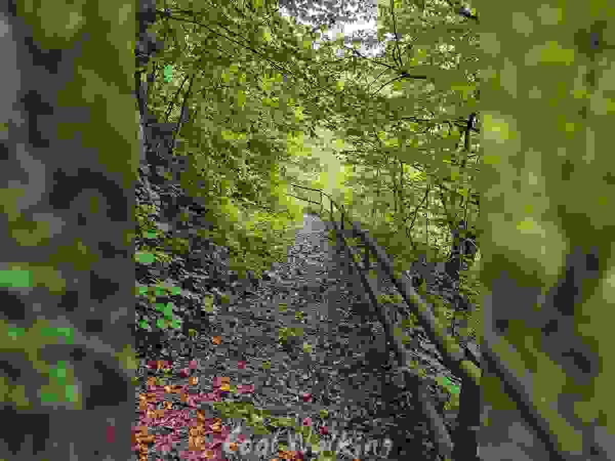Section image