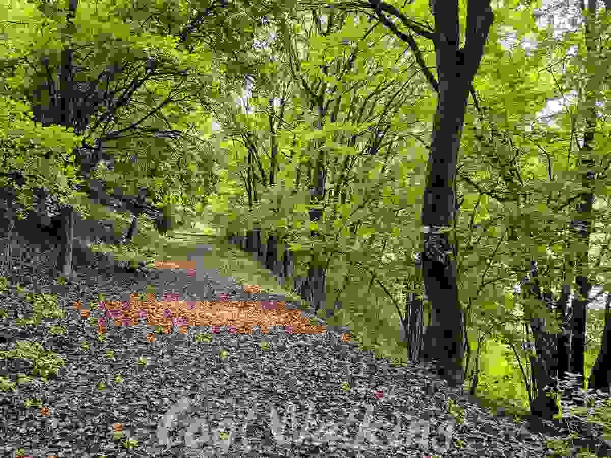 Section image