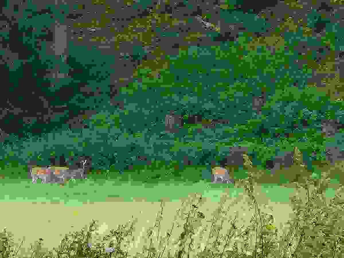 Section image