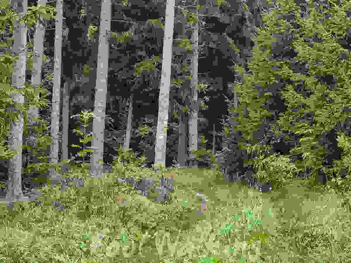 Section image
