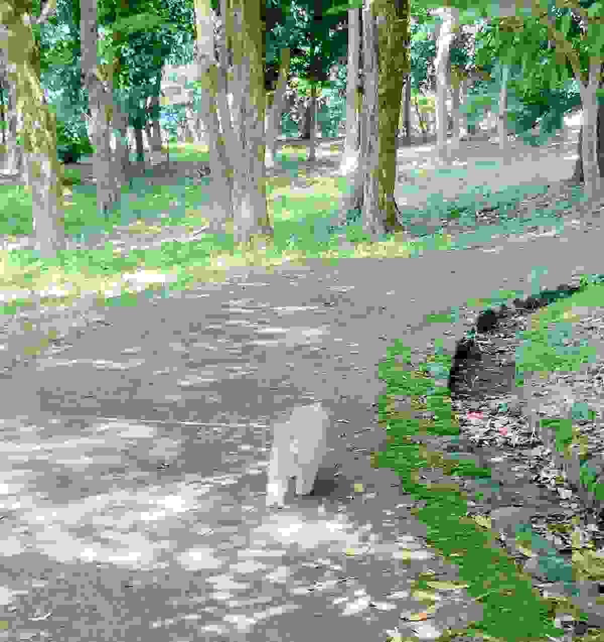 broken image