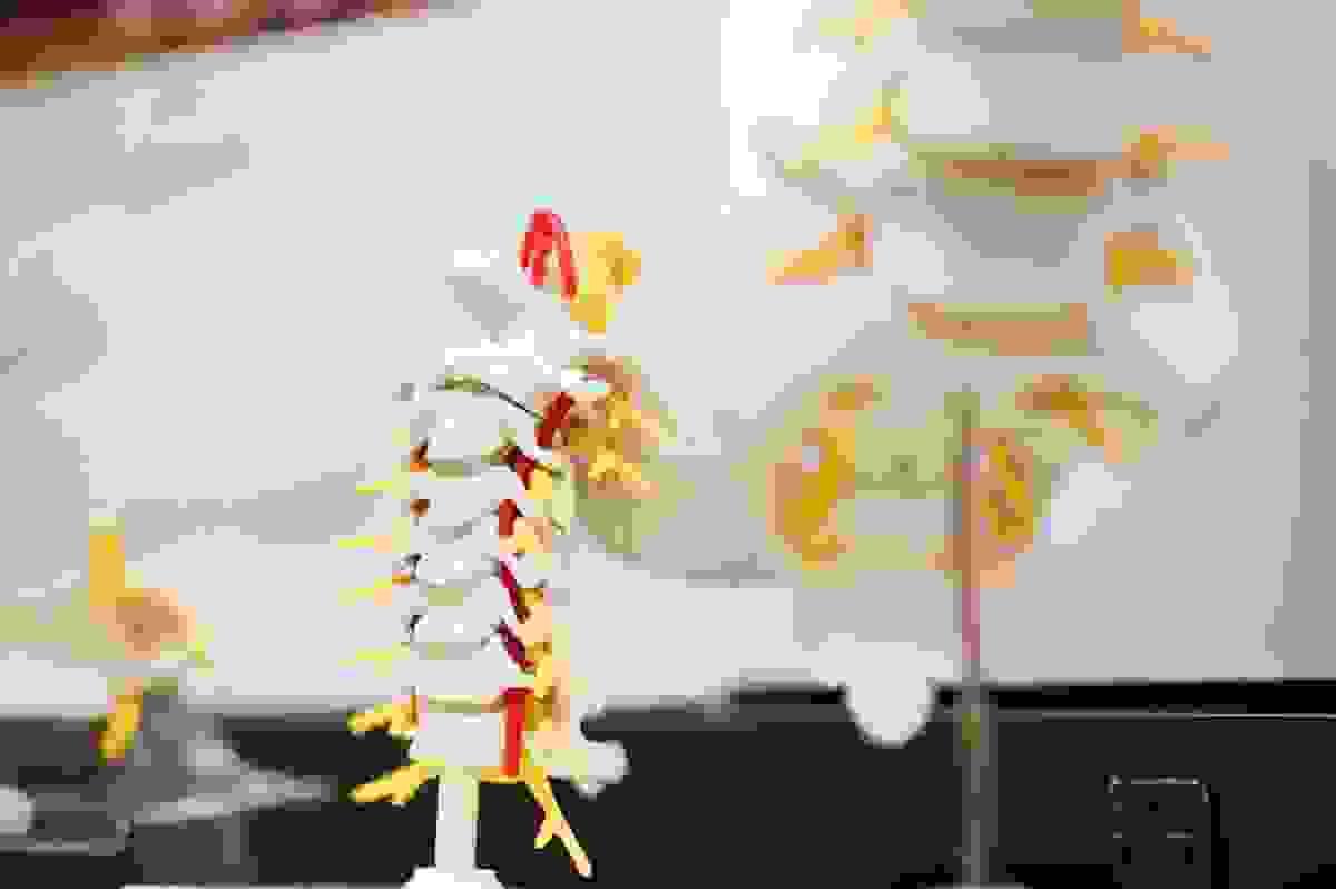 L'ostéopathe redonne du mouvement au corps, soulage les douleurs dorsales et cervicales, les tendinites, les maux de tête ; se remettre de traumatismes, de chirurgies. L'ostéopathe redonne du mouvement au corps, soulage les douleurs dorsales et cervicales, les tendinites, les maux de tête ; se remettre de traumatismes, de chirurgies.