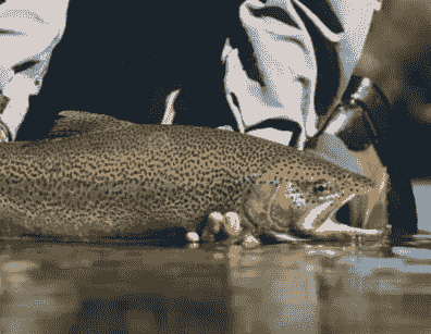 Discover the variety of fish, including trout, salmon, and other species, thriving in our carefully selected fishing locations. Target Fish Species Our Adventure Experience Adventure Tourism industry. Destination fly fishing - about the company, host, guides, and various options for destinations and information about the fish found there. Discover the variety of fish, including trout, salmon, and other species, thriving in our carefully selected fishing locations. Target Fish Species Our Adventure Experience Adventure Tourism industry. Destination fly fishing - about the company, host, guides, and various options for destinations and information about the fish found there.
