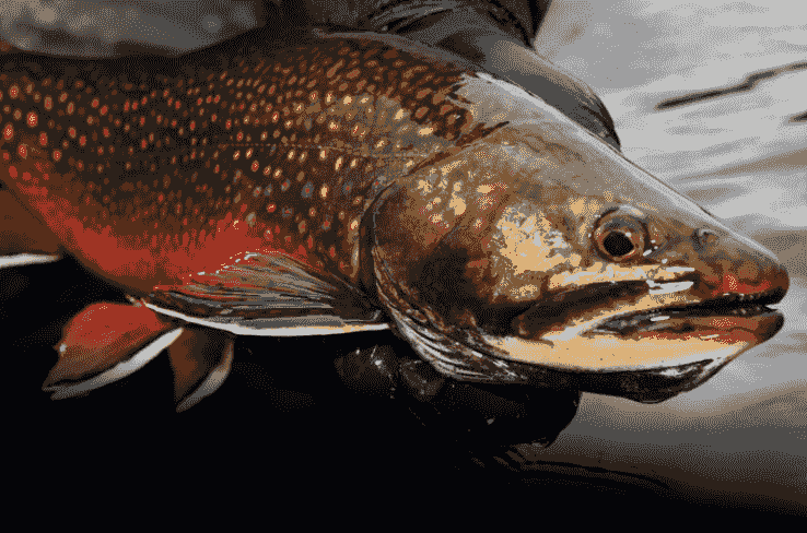 Discover the variety of fish, including trout, salmon, and other species, thriving in our carefully selected fishing locations. Target Fish Species Our Adventure Experience Adventure Tourism industry. Destination fly fishing - about the company, host, guides, and various options for destinations and information about the fish found there. Discover the variety of fish, including trout, salmon, and other species, thriving in our carefully selected fishing locations. Target Fish Species Our Adventure Experience Adventure Tourism industry. Destination fly fishing - about the company, host, guides, and various options for destinations and information about the fish found there.