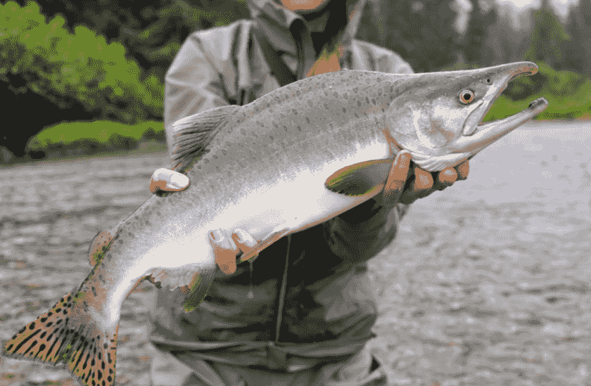 Discover the variety of fish, including trout, salmon, and other species, thriving in our carefully selected fishing locations. Target Fish Species Our Adventure Experience Adventure Tourism industry. Destination fly fishing - about the company, host, guides, and various options for destinations and information about the fish found there. Discover the variety of fish, including trout, salmon, and other species, thriving in our carefully selected fishing locations. Target Fish Species Our Adventure Experience Adventure Tourism industry. Destination fly fishing - about the company, host, guides, and various options for destinations and information about the fish found there.