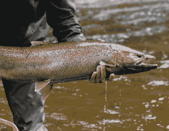 Explore remote and scenic fly fishing spots around the world, from pristine mountain streams to expansive river systems, curated for unforgettable adventures. Exclusive Destinations Our Adventure Experience Adventure Tourism industry. Destination fly fishing - about the company, host, guides, and various options for destinations and information about the fish found there. Explore remote and scenic fly fishing spots around the world, from pristine mountain streams to expansive river systems, curated for unforgettable adventures. Exclusive Destinations Our Adventure Experience Adventure Tourism industry. Destination fly fishing - about the company, host, guides, and various options for destinations and information about the fish found there.