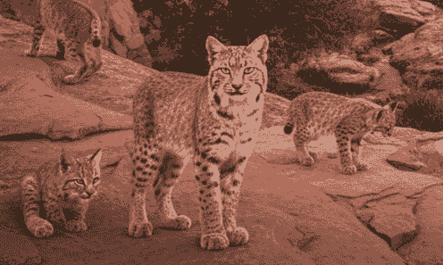 Our stories are crafted with a blend of nostalgia and curiosity, offering readers a unique glimpse into the past and present of Sedona. We aim to capture the essence of the area, allowing the magic of our surroundings to unfold through written narratives. Captivating Narratives What We Do Brand new citizen journalism news articles, based in Sedona Arizona. Nature, Environment, wildflife and current news stories offered more in depth. A bit of nostagia with story as its going bac to written stories but with a touch of personality and mystery. First photo should be bobcat coming out of a cave looking at view with Sedona red rock background.