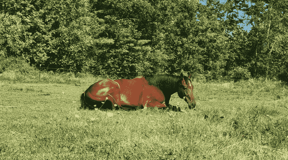 Horse enjoying turnout at Black Creek Farm in Salisbury, NH Horse enjoying turnout at Black Creek Farm in Salisbury, NH