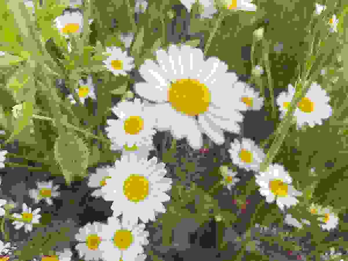 broken image