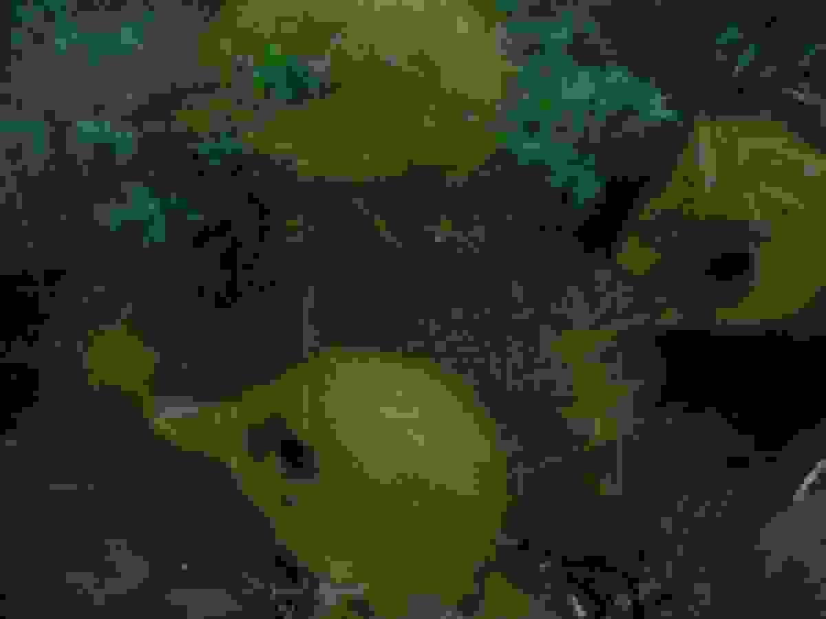 Section image