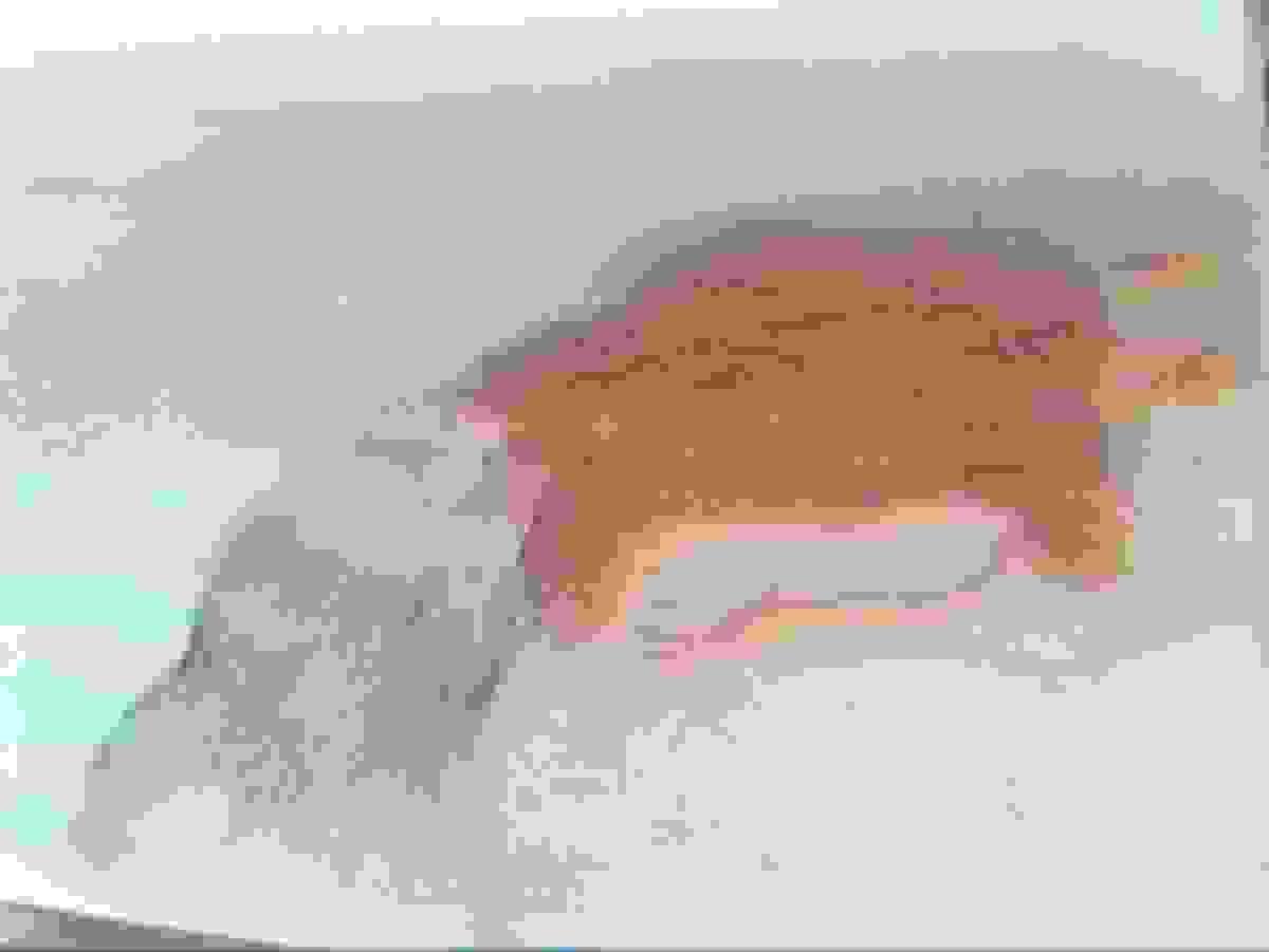 Section image