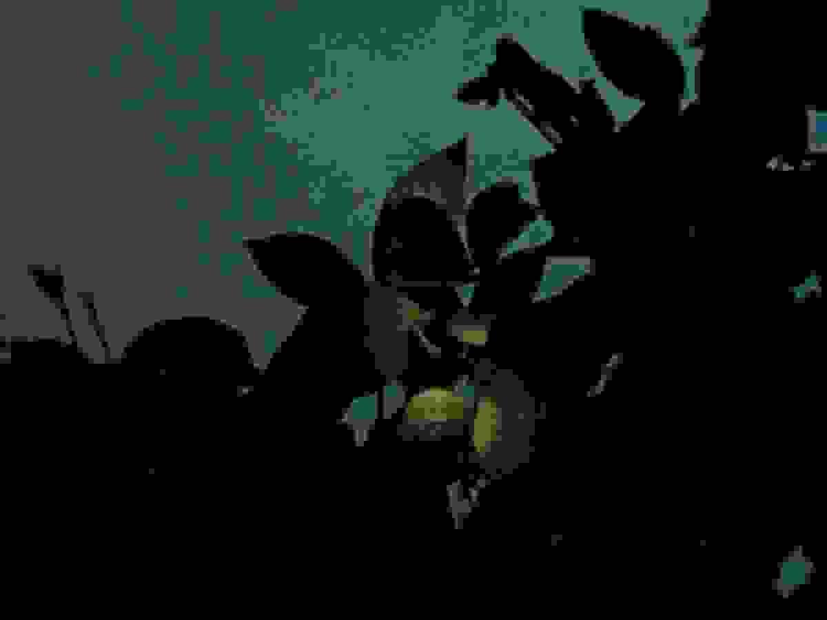 Section image