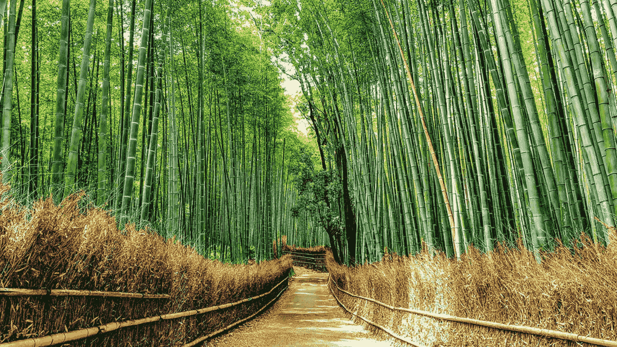Arashiyama bamboo forest morning light Arashiyama bamboo forest morning light