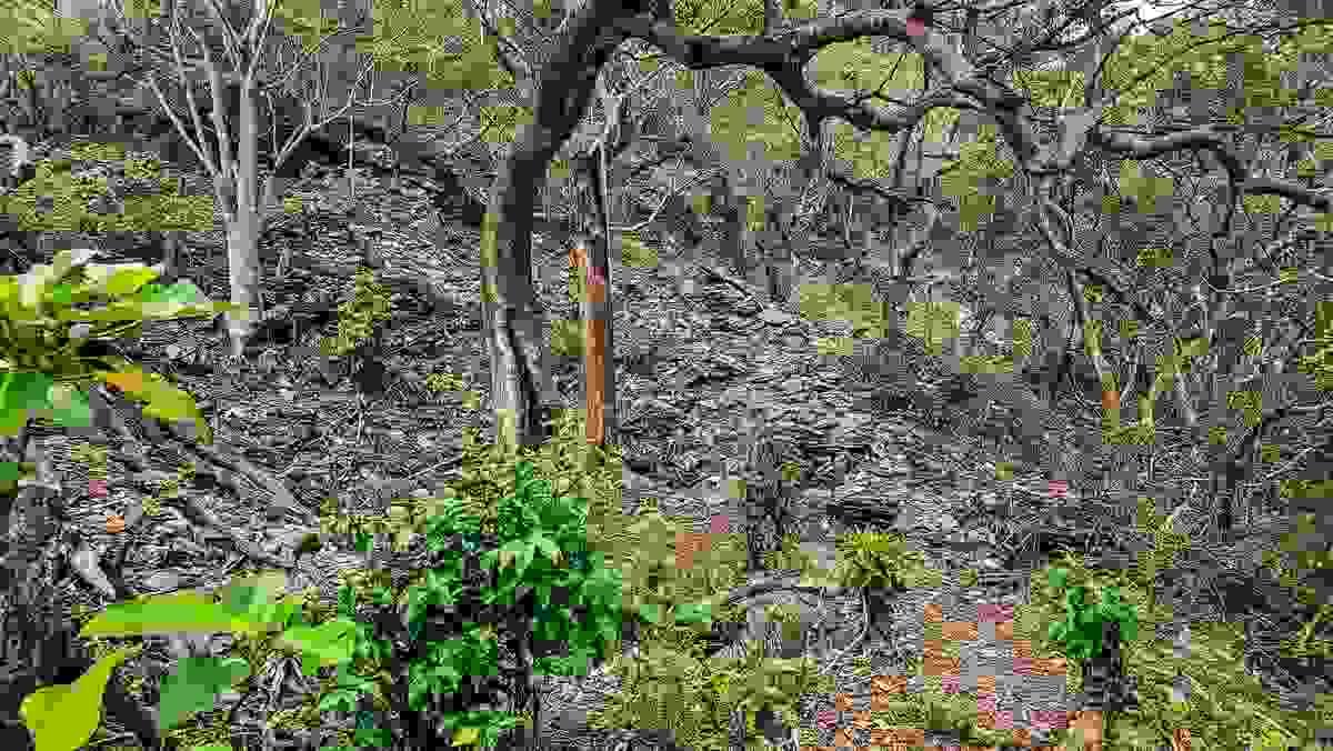 Section image