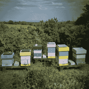 Colourful Woodtown Honey beehives in the Dublin Mountains. Colourful Woodtown Honey beehives in the Dublin Mountains.