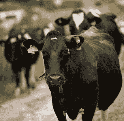 Pedigree Friesian cows on the Lonergan family farm in Ballyneety, County Waterford. Pedigree Friesian cows on the Lonergan family farm in Ballyneety, County Waterford.