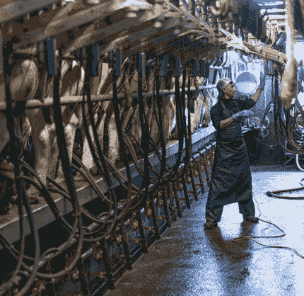 Farm worker tending cows in the milking parlour on the Lonergan family farm. Farm worker tending cows in the milking parlour on the Lonergan family farm.
