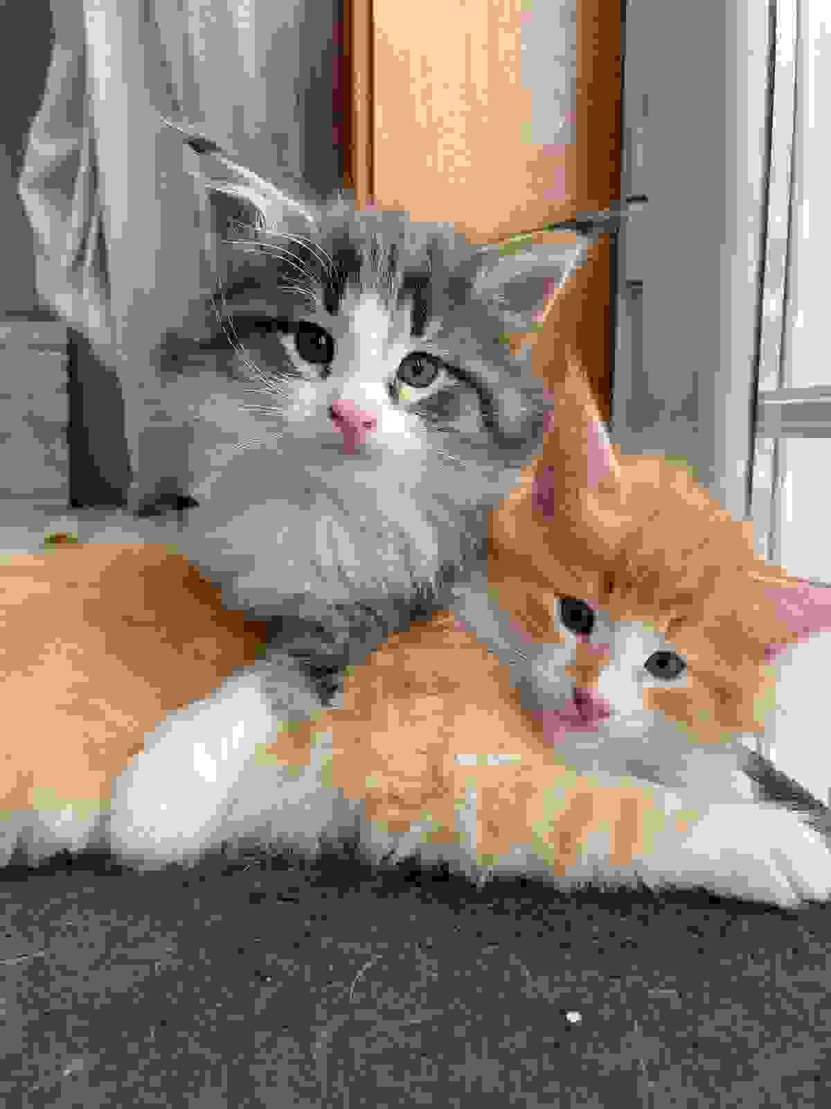 Norwegian Forest Cats For Sale