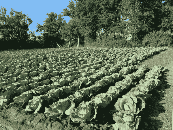 Field in Southern Province Zambia showing nutritious cabbage and leafy greens grown through sustainable agriculture by The Harvest Fund in Africa 