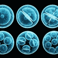 Time lapse imaging (Embryoscope)