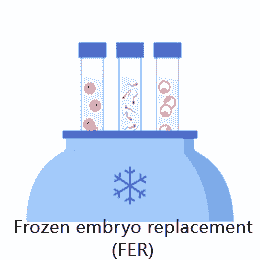 Frozen embryo replacement (FER)