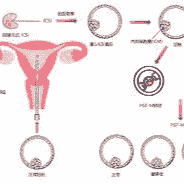 Time lapse imaging (Embryoscope)