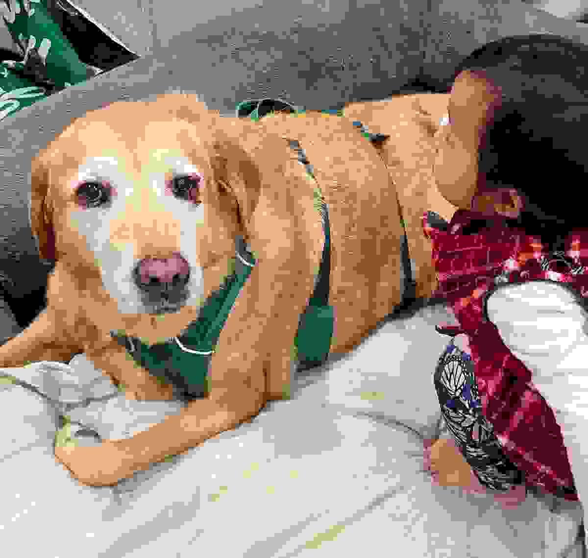 Through education and outreach, we foster deeper connections between humans and animals, benefiting both health and happiness. Strengthening the Human-Animal Bond What We Do A charity that provides community education in animal health and strength human animal bond. 
A charity that raises awareness pet blood shortages